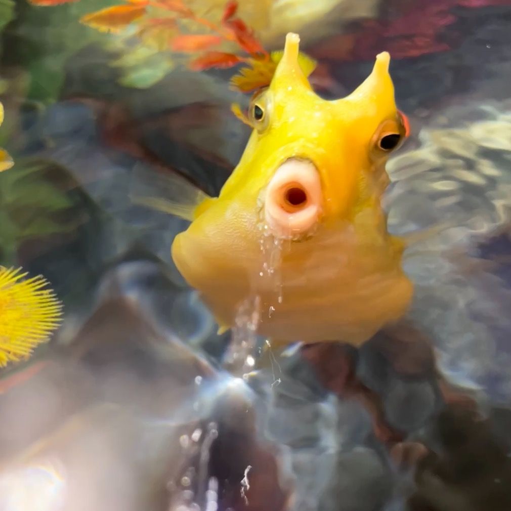 Coleslaw the cowfish